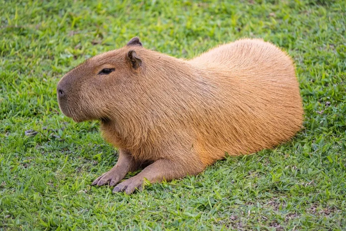 About Capybara | Description, Behavior, & Facts